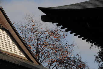 お寺の屋根と柿